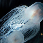 Jellyfish Lifecycle and Biological Mysteries