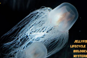 Jellyfish Lifecycle and Biological Mysteries