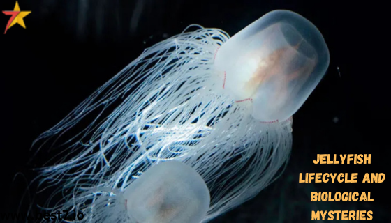 Jellyfish Lifecycle and Biological Mysteries