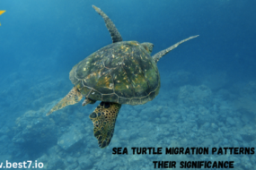 Sea Turtle Migration Patterns and Their Significance