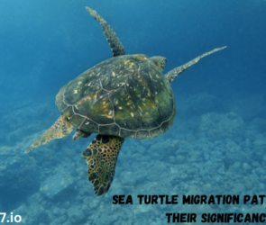 Sea Turtle Migration Patterns and Their Significance