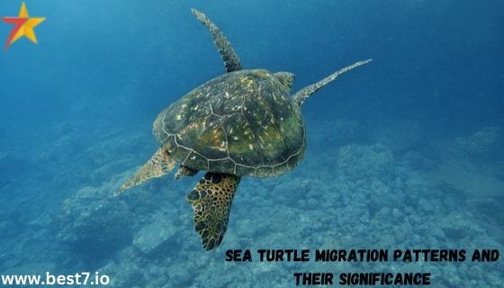 Sea Turtle Migration Patterns and Their Significance