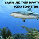 Sharks and Their Importance in Ocean Ecosystems