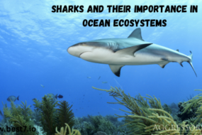 Sharks and Their Importance in Ocean Ecosystems