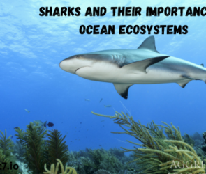 Sharks and Their Importance in Ocean Ecosystems