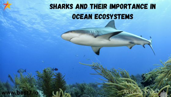 Sharks and Their Importance in Ocean Ecosystems