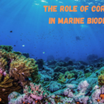 The Role of Coral Reefs in Marine Biodiversity