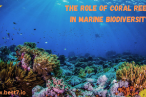 The Role of Coral Reefs in Marine Biodiversity