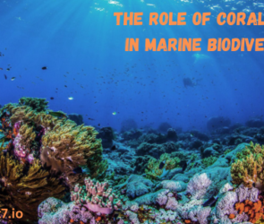 The Role of Coral Reefs in Marine Biodiversity