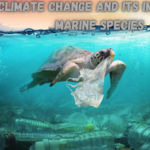 Climate Change and Its Impact on Marine Species