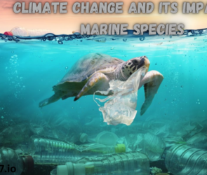 Climate Change and Its Impact on Marine Species