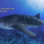 Giants of the Ocean and Their Conservation