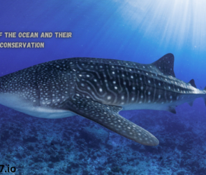 Giants of the Ocean and Their Conservation