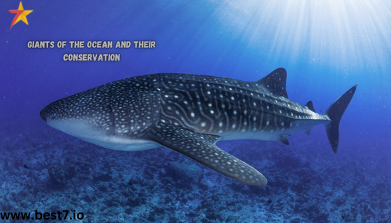 Giants of the Ocean and Their Conservation